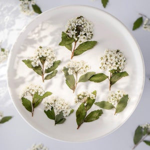 Vanhoutte Spiraea seca prensada para resina, corona nupcial prensada, bricolaje de joyería, suministro de resina, tarjeta de boda, vendedor de EE. UU., listo para enviar, mesa de boda
