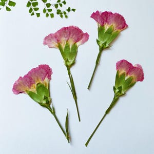 Flores de nascimento prensadas para 12 meses em resina, prontas para envio, joias faça você mesmo, confecção de cartões de casamento, arranjos florais e marcadores de página, decoração de parede