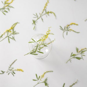 Natural Edible Pressed Dried Sweet Yellow Clover,Food-Safe Pressed Leaves,Wedding Cake Decoration Flowers,Ready to Ship
