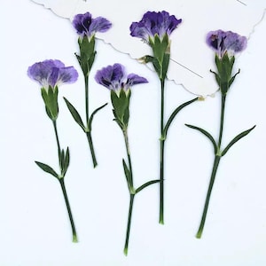 Natural Edible Pressed Dried Purple Mini Carnation,Food-Safe Pressed Flower,Cake Decoration Flower,Ready to Ship,January Birth