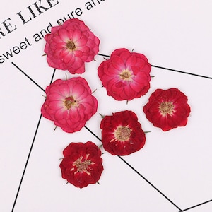 Rose naturelle séchée, pressée, mois de naissance pour résine, bijoux à bricoler soi-même, fourniture de résine, fabrication de cartes artisanales, moulage en résine pour bricolage, prêt à expédier, carte de mariage