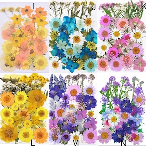 May include: A collection of dried flowers in various colors, including yellow, orange, blue, pink, and purple. The flowers are arranged in rectangular shapes, suitable for crafts or decorative purposes. The image shows a variety of floral types.