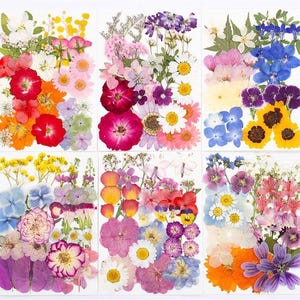 May include: A collection of six rectangular arrangements of dried flowers in various colors. Each arrangement features a mix of blooms, including red, pink, yellow, purple, and blue flowers, creating a vibrant and natural aesthetic. The flowers are pressed and arranged on a white background.
