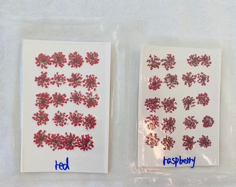 Dried Queen Anne's Lace Flower for resin, Jewelry DIY, Resin Supplies,Card Making Crafts,Pastel Room Color,Wedding,Resin Cast,Ready to ship 20pcs-red