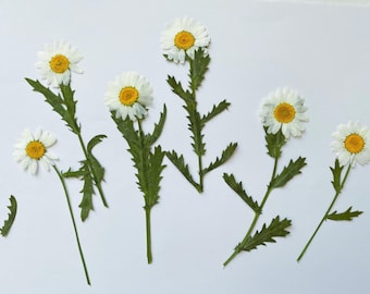 12pcs Natural Edible Pressed Dried Large White Daisy&Stem,Food-Safe Pressed Flowers,Cake Decoration Flowers,Ready to Ship,April Birth Flower