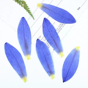 Natural Edible Pressed Dried Water Lily Petal,Flower,Food-Safe Pressed Flowers ,Cake Decoration Flowers,Ready to Ship,Purple Flower