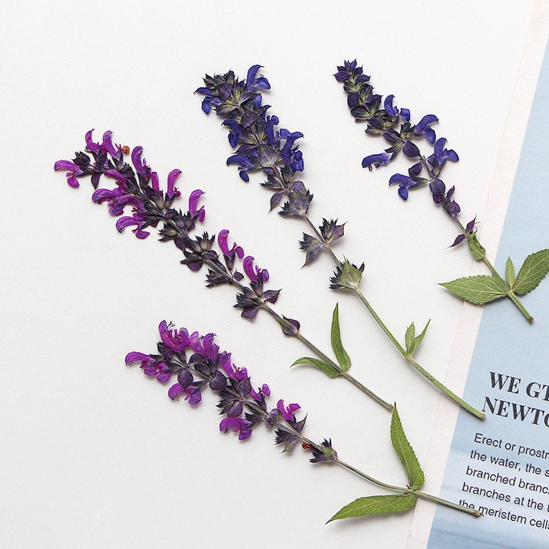 May include: Three sprigs of dried purple and blue flowers with green leaves. The flowers are arranged in a vertical line on a white background.