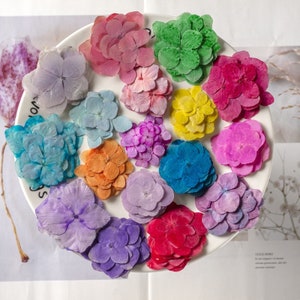 12 Stück gepresste getrocknete Hortensienblüten für Harz, versandfertig, Schmuck DIY, Harzbedarf, Hochzeitskartenherstellung, Blumenarrangement, Begrüßung