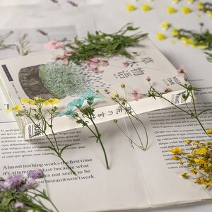 16個入り 押し花 乾燥 カスミソウ レジン用 すぐに発送可能 押し花 ジュエリー DIY 樹脂 サプライ ウェディングカード作り フローラルアート クラフト 樹脂