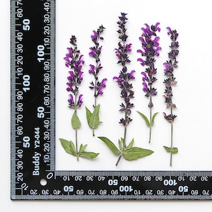 May include: Five sprigs of purple and green flowers with dark stems, measured against a black ruler with white markings.