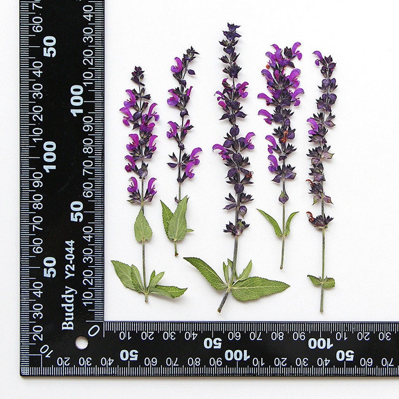 May include: Five sprigs of purple and green flowers with dark stems, measured against a black ruler with white markings.