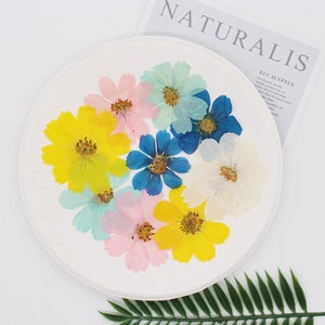 12pcs prensado seco cosmos flores para resina, listo para enviar, joyería DIY, suministros de resina, fabricación de tarjetas de boda, arreglo floral, tarjetas de felicitación