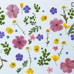 May include: An assortment of pressed flowers in various colors, including pink, yellow, purple, and white, along with green foliage, scattered on a white background. The arrangement features daisies, pansies, and other floral elements, creating a natural, botanical theme.