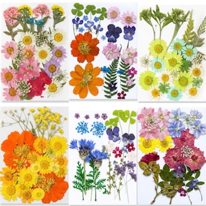 25 piezas de flores prensadas secas y hojas para resina, listas para enviar, joyería de bricolaje, suministro de resina, tarjeta de boda/mesa, arreglo floral, decoración de marcos