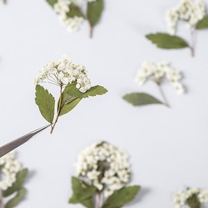 12 pz pressato essiccato Vanhoutte Spiraea per resina, pressato corona nuziale, gioielli fai da te, forniture in resina, carta di nozze, venditore statunitense, pronto per la spedizione