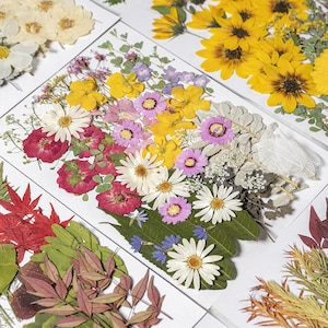 Pacote enorme de flores e folhas prensadas secas para resina, pronto para enviar, fornecimento de resina, fabricação de cartão de casamento, arranjo floral, decoração de moldura