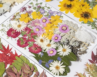 Jumbo Pack Dried Pressed Flowers and Leaves for Resin,Ready to Ship,Resin Supply,Wedding Card Making,Floral Arrangement,Frame Decoration