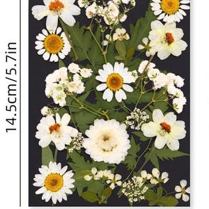 Fleurs et feuilles séchées pressées pour résine, prêtes à être expédiées, bijoux à faire soi-même, fabrication de cartes de mariage, composition florale et fabrication de signets, fourniture de résine