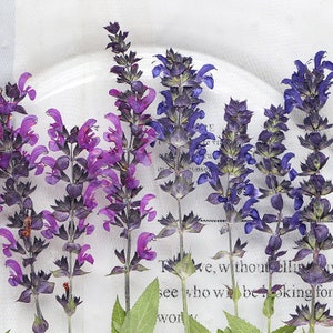 May include: A close-up of pressed purple and blue flowers on a white background with text that reads "For we, without believing, see who will be seeking for work."