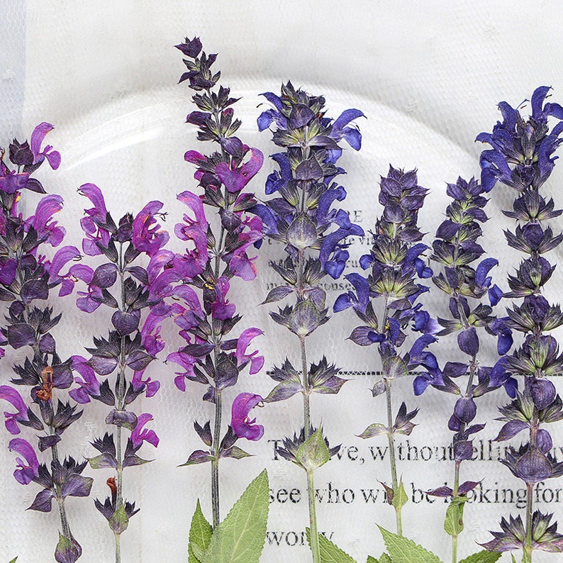 May include: A close-up of pressed purple and blue flowers on a white background with text that reads "For we, without believing, see who will be seeking for work."