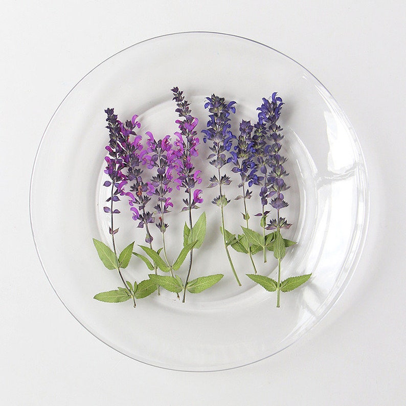 May include: Four sprigs of purple and pink flowers with green leaves arranged on a clear glass plate.