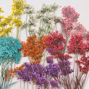 12 pezzi pressati fiori di pizzo essiccati della Regina Anna con steli, pronti per la spedizione, fiori pressati, gioielli fai da te, forniture in resina, creazione di biglietti di nozze, nail art