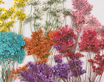 12pcs Pressed Dried Queen Anne's Lace Flower With Stems,Ready to Ship,Pressed Flower,Jewelry DIY,Resin Supplies,Wedding Card Making,Nail Art