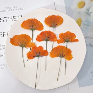 6/12 pezzi di crisantemo di zolfo giallo pressato essiccato, fiore pressato, gioielli fai da te, forniture in resina, partecipazione di nozze, pronto per la spedizione, composizione floreale