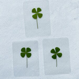 May include: Three clear, rectangular cards each feature a pressed four-leaf clover. The clovers are a vibrant green, with delicate stems. The cards are arranged on a white, textured surface.