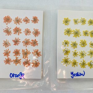Dried Queen Anne's Lace Flower for resin, Jewelry DIY, Resin Supplies,Card Making Crafts,Pastel Room Color,Wedding,Resin Cast,Ready to ship image 4