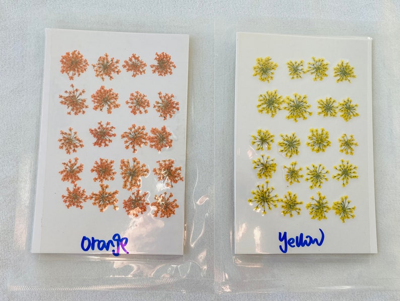 Dried Queen Anne's Lace Flower for resin, Jewelry DIY, Resin Supplies,Card Making Crafts,Pastel Room Color,Wedding,Resin Cast,Ready to ship image 4