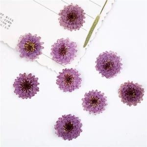 Natural Edible Pressed Dried Purple Chrysanthemum,Food-Safe Pressed Flowers,Cake Decoration Flowers,Ready to Ship