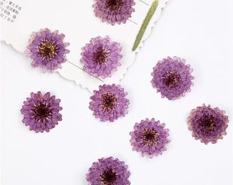 Natuurlijke eetbare geperste gedroogde paarse chrysant, voedselveilige geperste bloemen, bloemen voor taartdecoratie, klaar voor verzending