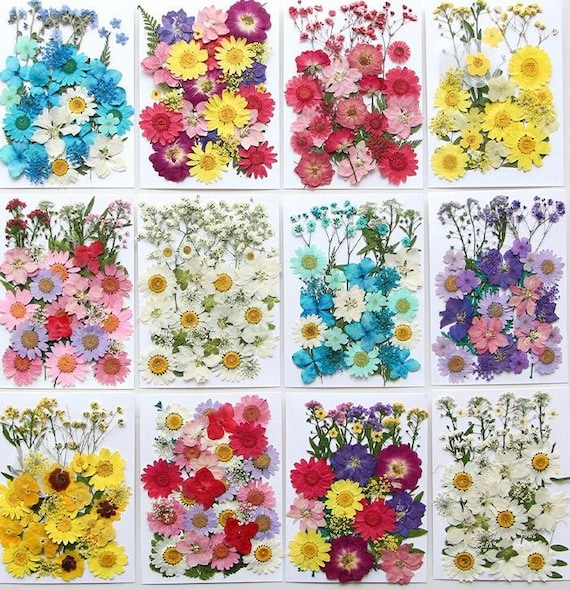 Real Pressed Dried Flowers & Leaves: Resin Art, Bookmarks, Card Making