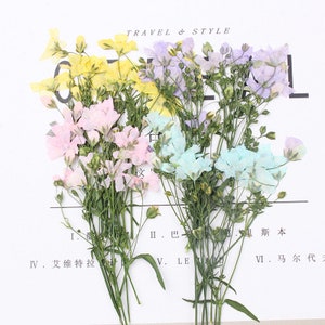 16 pezzi di gypsophila essiccata pressata per resina, pronta per la spedizione, fiori pressati, gioielli fai da te, forniture in resina, creazione di biglietti di nozze, nail art