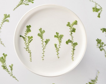 Pressed Dried Peacock Fern for Resin, Ready to Ship,Jewelry DIY,Resin Supplies,Wedding Card Making,Frame Decoration
