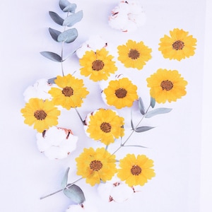 12pçs flores zinnia mexicanas secas prensadas para resina, sanvitalia procumbens prensadas, fabricação de cartão de casamento, pronto para enviar, arranjo floral