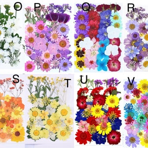 May include: A collection of pressed flowers in various colors and arrangements. The image is divided into sections labeled O through V, each showcasing a unique assortment of dried blooms, including daisies, and other floral varieties.