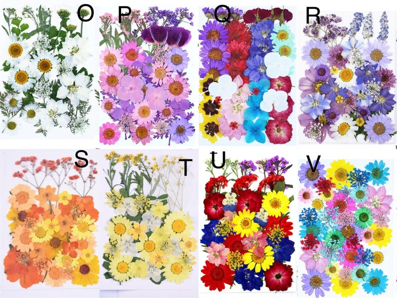 May include: A collection of pressed flowers in various colors and arrangements. The image is divided into sections labeled O through V, each showcasing a unique assortment of dried blooms, including daisies, and other floral varieties.