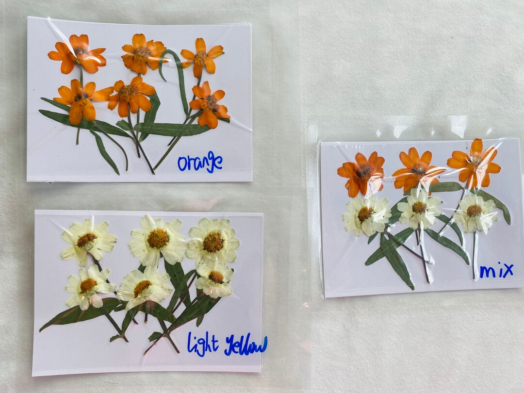 6pcs Pressed Dried Zinnia Elegans for Resin, Ready to Ship,pressed Flower,jewelry Diy,resin