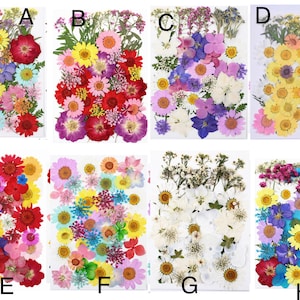 May include: Assortment of pressed flowers in various colors, including red, yellow, purple, and blue. The flowers are arranged on a clear background, showcasing their delicate details and textures. Ideal for crafting and decorative projects.