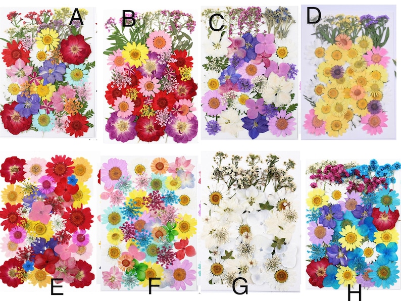 May include: Assortment of pressed flowers in various colors, including red, yellow, purple, and blue. The flowers are arranged on a clear background, showcasing their delicate details and textures. Ideal for crafting and decorative projects.