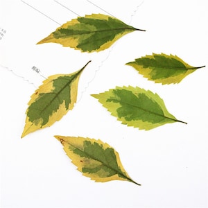 12pcs Pittosporum seco prensado para resina, listo para enviar, hojas prensadas, bricolaje de joyería, suministros de resina, fabricación de tarjetas de boda, floral, vendedor de EE. UU.
