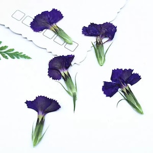 Natural Edible Pressed Dried Purple Dianthus Chinensis Flower,Food-Safe Pressed Flowers ,Cake Decoration Flowers,Ready to Ship