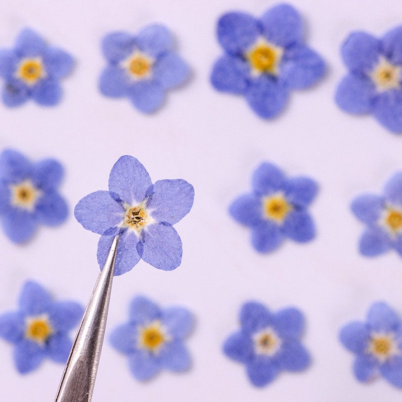 50 Pcs Natural Forget Me Not Pressed Dried Flowers Blue DonT Forget Me  Dried Fl