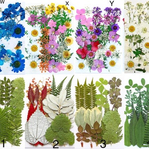 May include: A collection of pressed flowers and leaves, arranged in four sections. The top sections feature colorful blooms in blue, pink, yellow, and white. The bottom sections display various green and red leaves and ferns, perfect for crafting and art projects.
