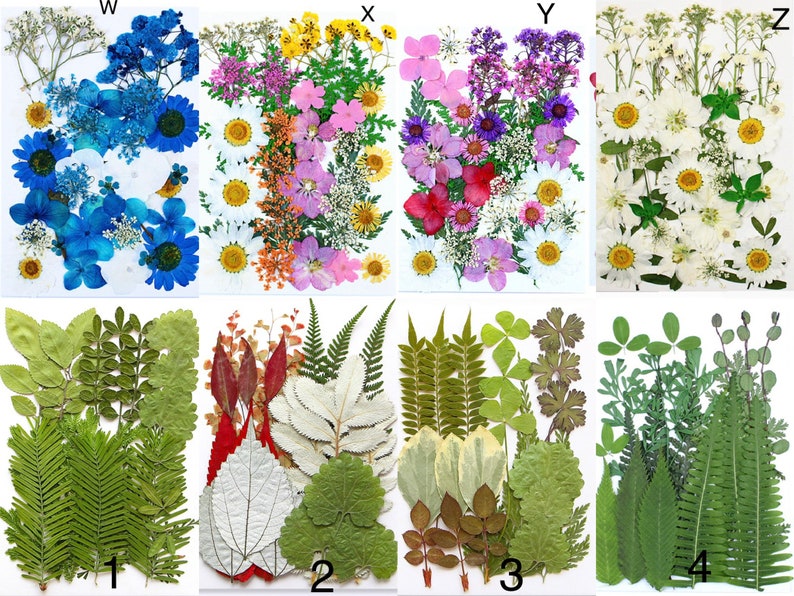 May include: A collection of pressed flowers and leaves, arranged in four sections. The top sections feature colorful blooms in blue, pink, yellow, and white. The bottom sections display various green and red leaves and ferns, perfect for crafting and art projects.