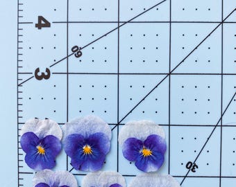 May include: Six dried purple and white pansies with yellow centers on a blue and white gridded surface.