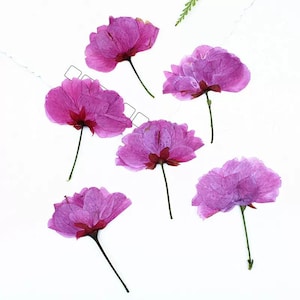天然食用押し花ドライ桜、食品に安全な押し花、ケーキデコレーション用花、すぐに発送可能、3月の誕生花