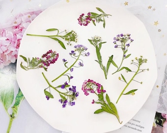 Natural Edible Pressed Dried Sweet Alyssum Flower,Food-Safe Pressed Flowers ,Cake Decoration Flowers,Ready to Ship